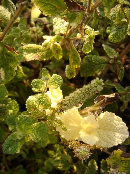Mentha suaveolens 'Variegata'